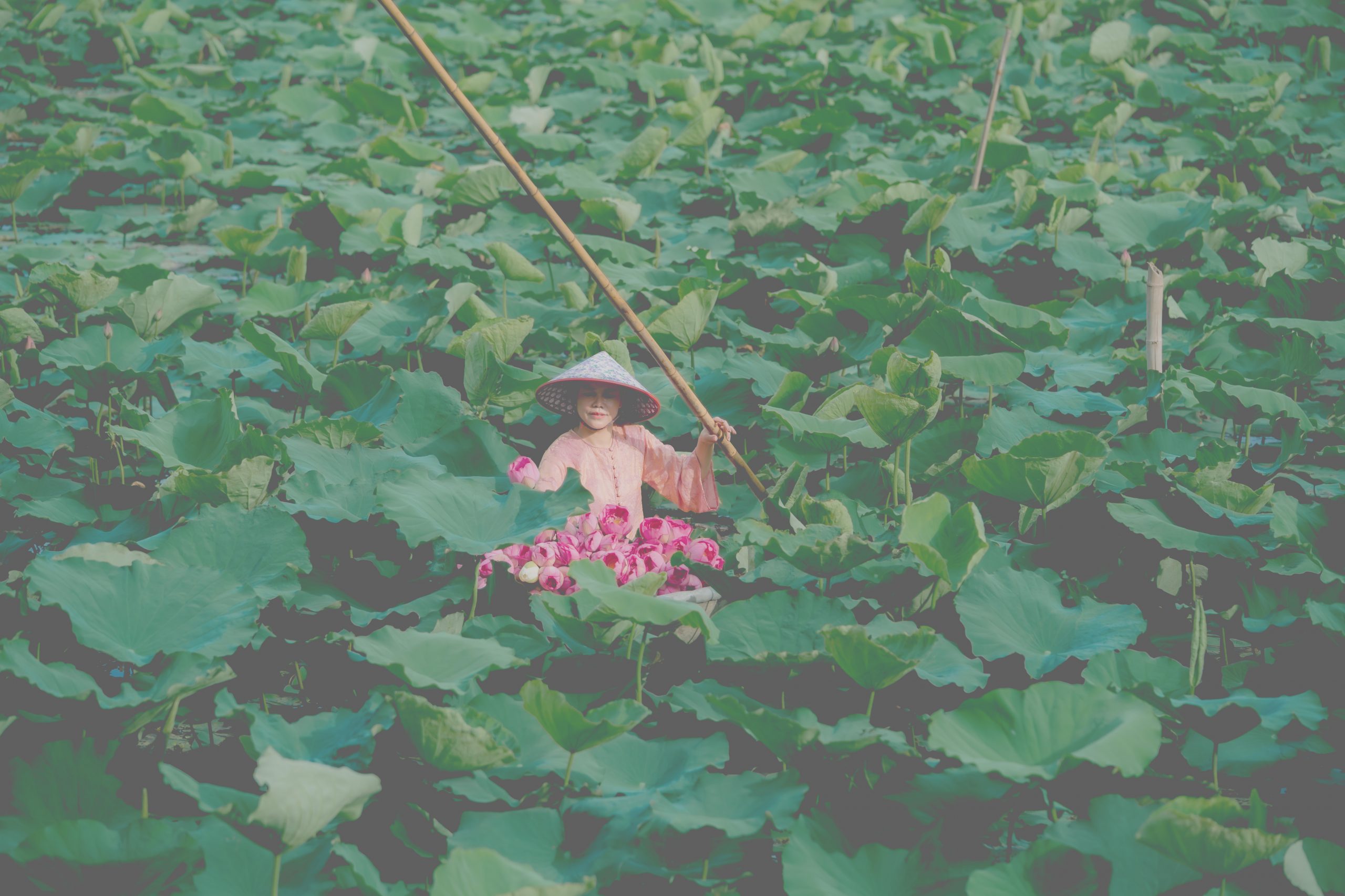 Trà sen tươi - HTX Trà Sen Hương Thuỷ