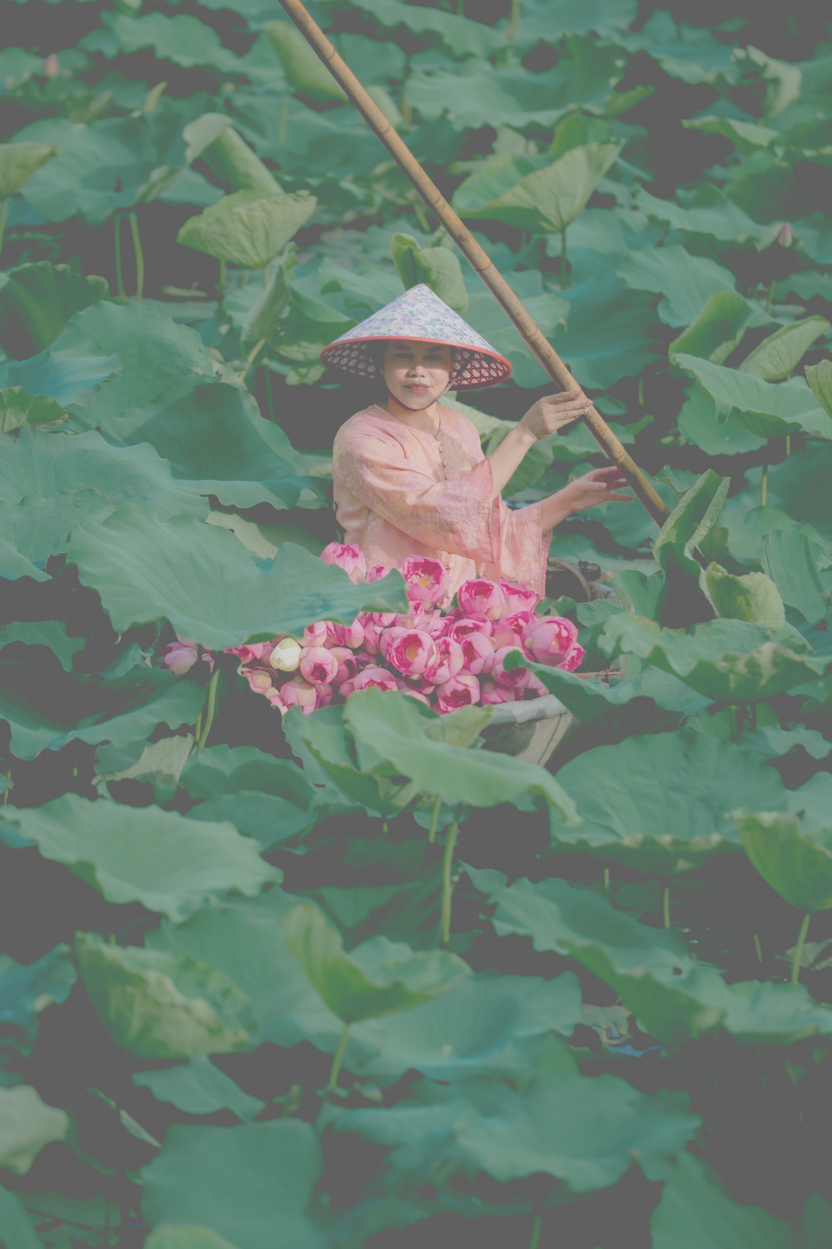 Trà sen tươi - HTX Trà Sen Hương Thuỷ