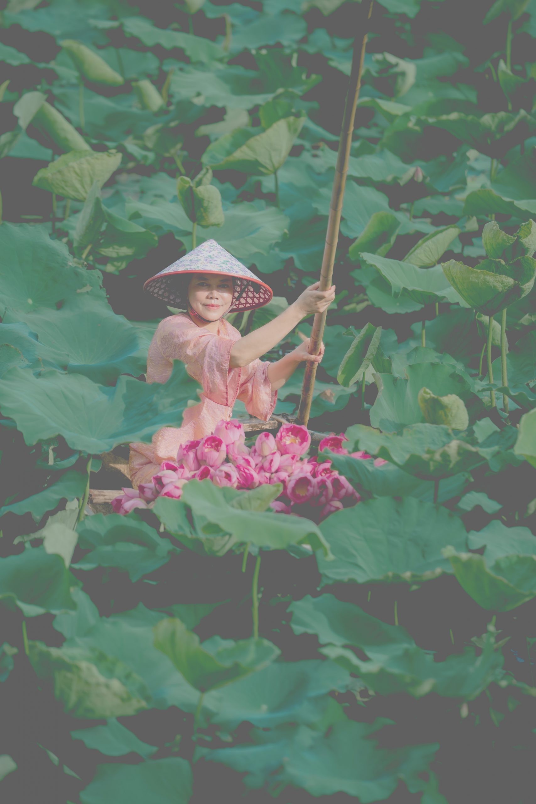 Trà sen tươi - HTX Trà Sen Hương Thuỷ