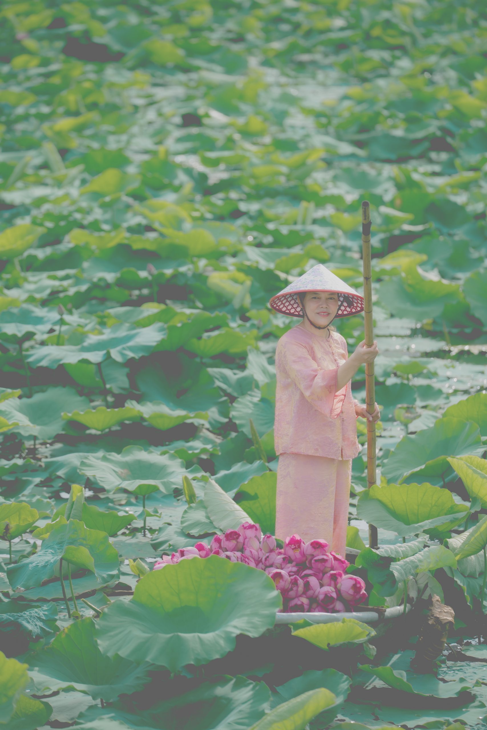 Trà sen tươi - HTX Trà Sen Hương Thuỷ