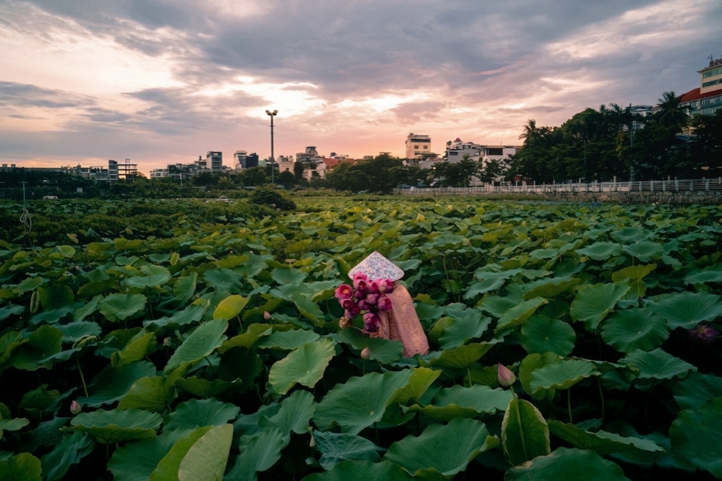 Trà sen tươi - HTX Trà Sen Hương Thuỷ