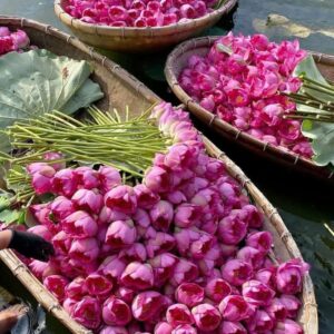Lá sen sấy thăng hoa Mẫu 1