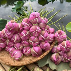 Nước phấn sen Mẫu 1