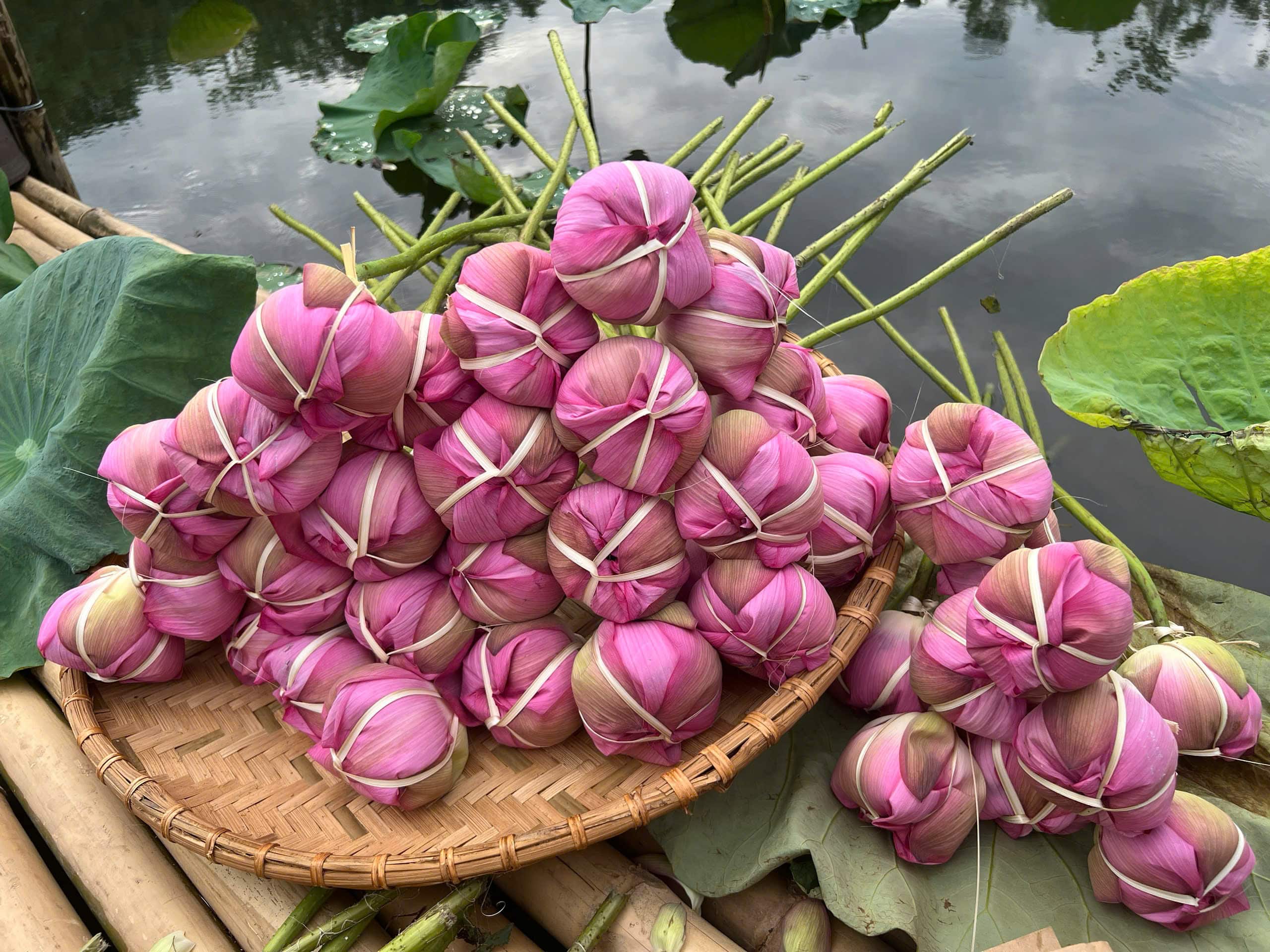 Nước phấn sen Mẫu 1